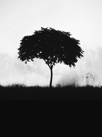 The Gift - Primavera